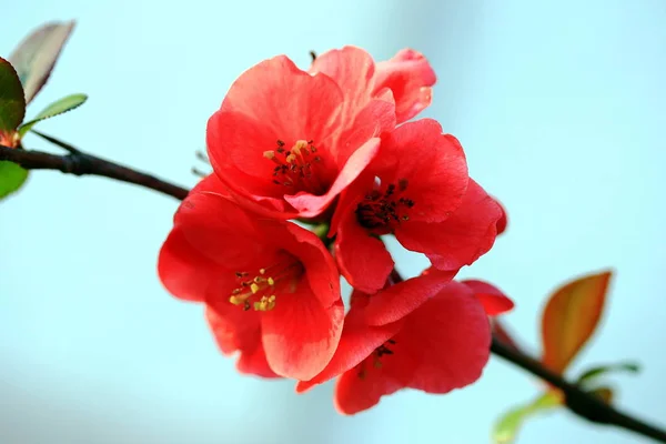 Schöne Blumen Blumiges Konzept Hintergrund — Stockfoto