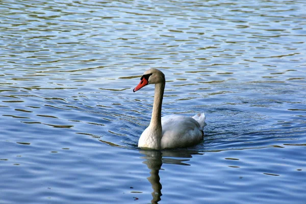 Cisne Branco Lago — Fotografia de Stock