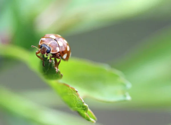 Vista Cerca Del Pequeño Insecto Mariquita —  Fotos de Stock