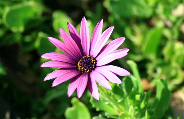 Bellissimi Fiori Sfondo Concetto Floreale — Foto Stock