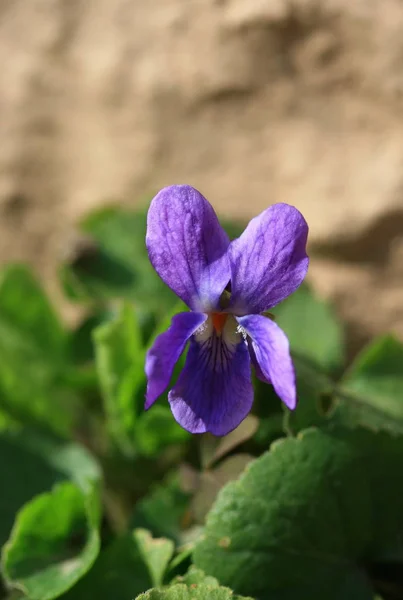 Hermoso Plano Botánico Fondo Pantalla Natural — Foto de Stock