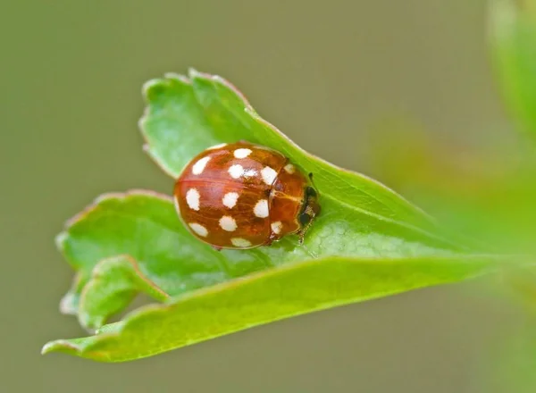 Vista Cerca Lindo Insecto Mariquita — Foto de Stock