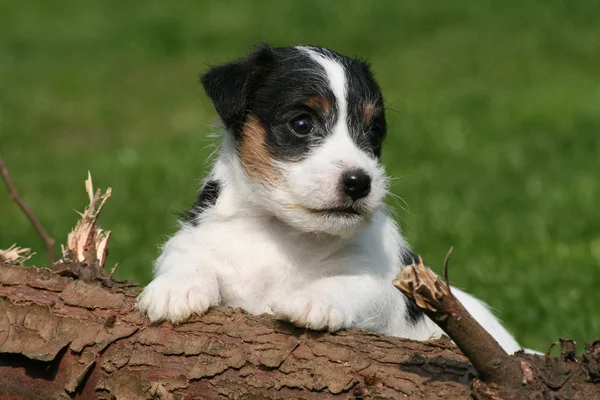 Cachorro Sobre Tronco Árbol — Foto de Stock