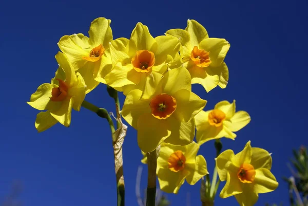 Jarní Okvětní Lístky Narcissus Daffodil — Stock fotografie