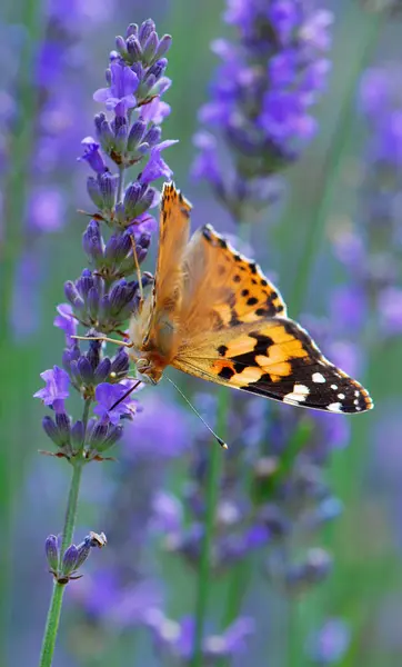 Pillangó Levendula Virág Szirmok — Stock Fotó