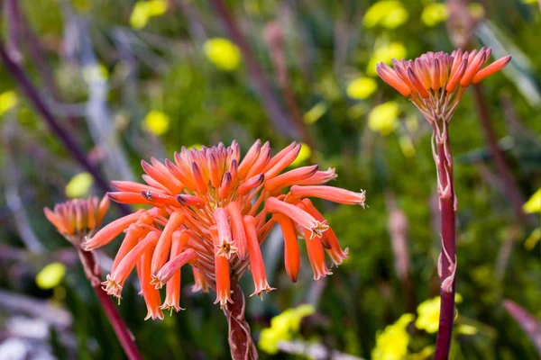 Świeże Kwiaty Aloesu Portugalia — Zdjęcie stockowe