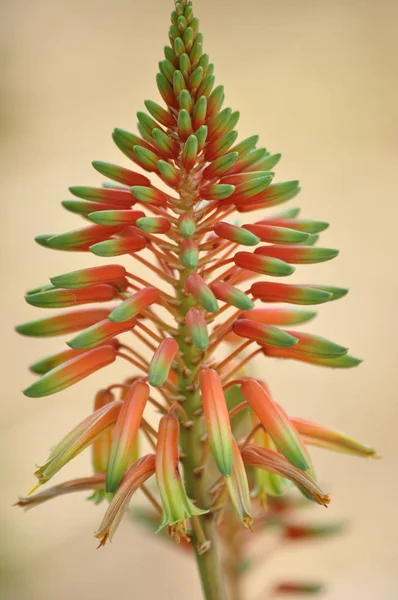 Beautiful Botanical Shot Natural Wallpaper — Stock Photo, Image