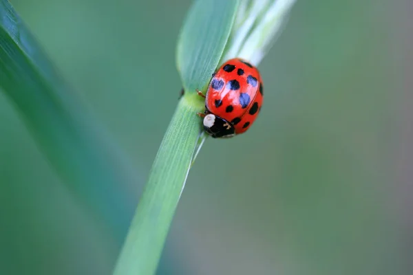 Közelkép Bug Vad Természet — Stock Fotó