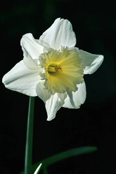 Belles Fleurs Narcisses Flore Fleurs Jardin — Photo