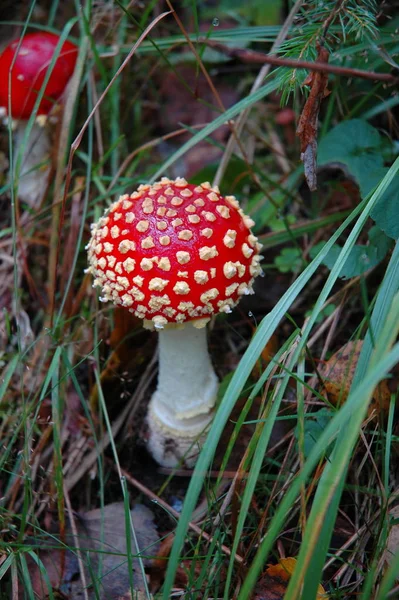 Κόκκινο Toadstool Ανήκει Στην Ομάδα Των Δηλητηριωδών Μυκήτων — Φωτογραφία Αρχείου