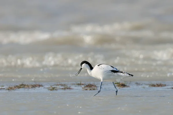 渉禽類の鳥写真素材 ロイヤリティフリー渉禽類の鳥画像 Depositphotos