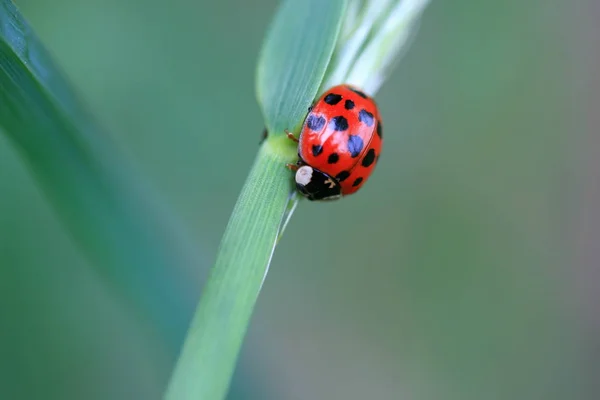 Close Van Een Insect Wilde Natuur — Stockfoto