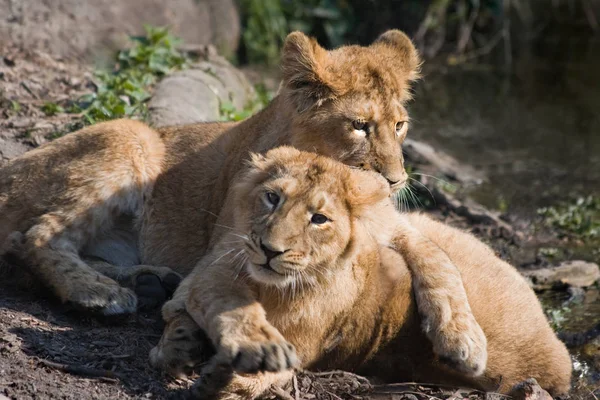 Deux Jeunes Lions Jouant — Photo