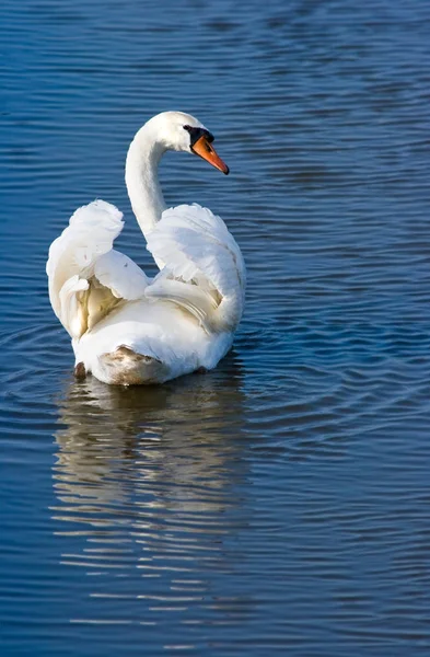 Cisne Blanco Nadando Lejos — Foto de Stock