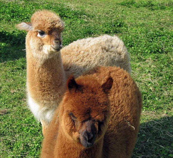 Lustigt Alpacadjur Vilda Däggdjur — Stockfoto