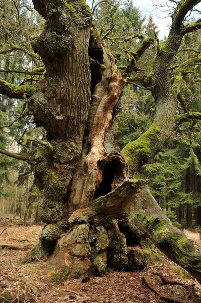 Vacker Utsikt Över Naturen Landskap — Stockfoto