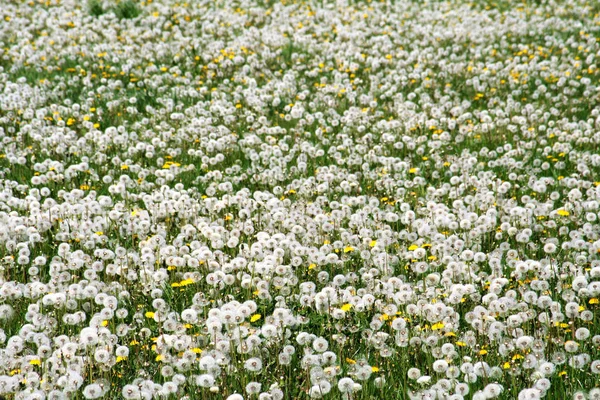 Close Dandelions Meadow Daytime — Stock Photo, Image