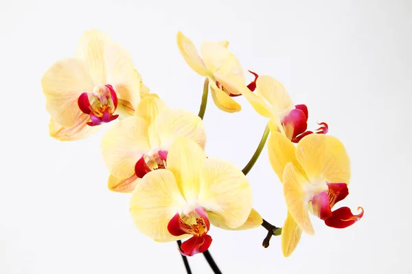 Floraison Des Orchidées Naturelles Flore — Photo