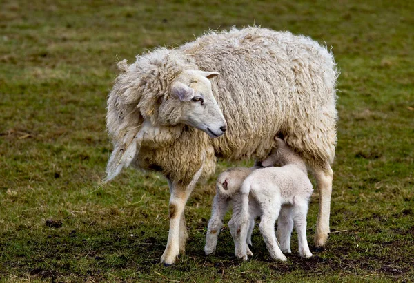 Domestic Sheep Pasture — Stock Photo, Image