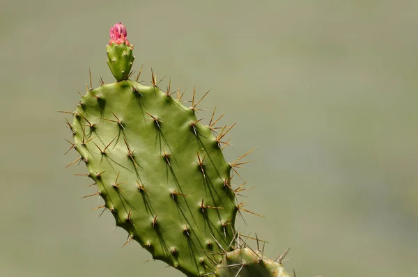 仙人掌花 仙人掌 — 图库照片