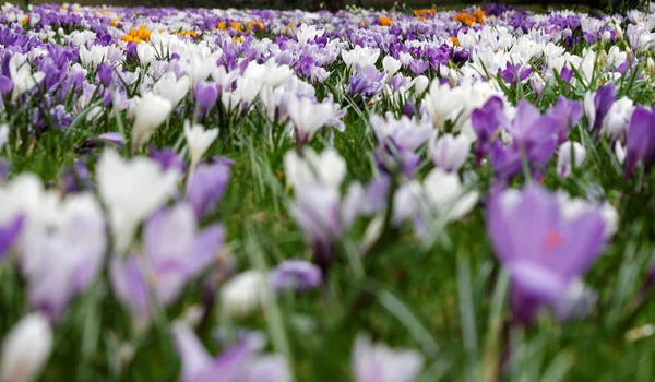 Crocus Çiçekleri Bahar Çiçekleri — Stok fotoğraf