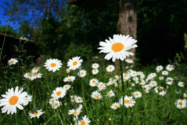 Close Beautiful Flower Meadow — стоковое фото