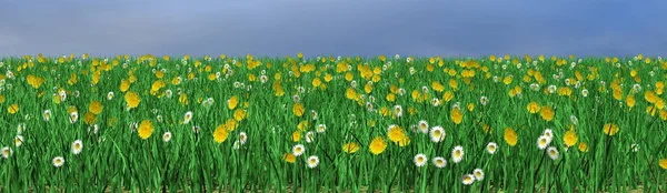 Närbild Vacker Blomsteräng — Stockfoto