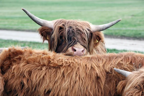 Highland Ganado Animales Vida Silvestre — Foto de Stock