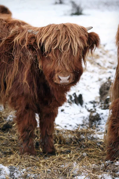 Close Young Highland Cattle — Stock Photo, Image