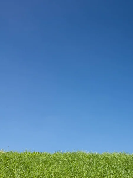 Äng Öppen Livsmiljö Eller Fält Vegeterad Gräs Örter Och Andra — Stockfoto