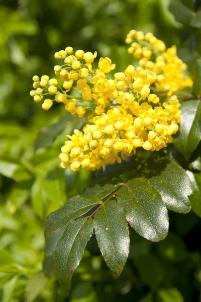 Skönhet Blommande Växt Vid Dagtid — Stockfoto