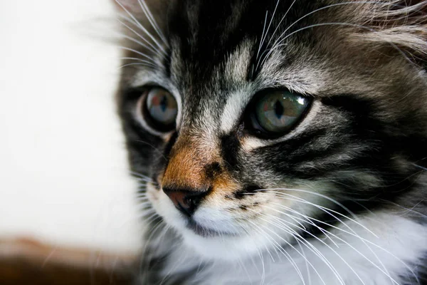 Nahaufnahme Einer Süßen Katze — Stockfoto