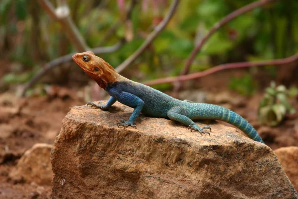 Exotic Lizard Animal Iguana Reptile — Stock Photo, Image