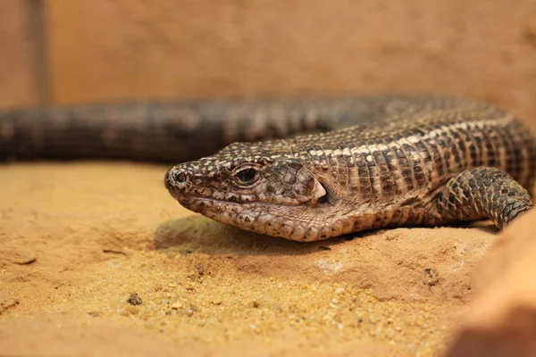 Animal Exótico Lagarto Reptiliano — Foto de Stock