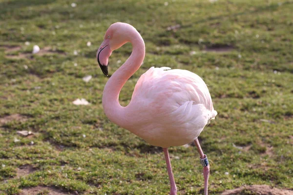 Malerischer Blick Auf Den Schönen Flamingo Vogel Der Natur — Stockfoto