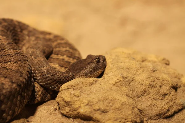 Serpiente Cascabel Serpiente Venenosa Animal — Foto de Stock