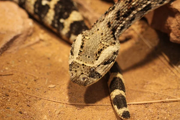 Primer Plano Una Serpiente —  Fotos de Stock