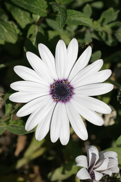 Vackra Blommor Blommigt Koncept Bakgrund — Stockfoto