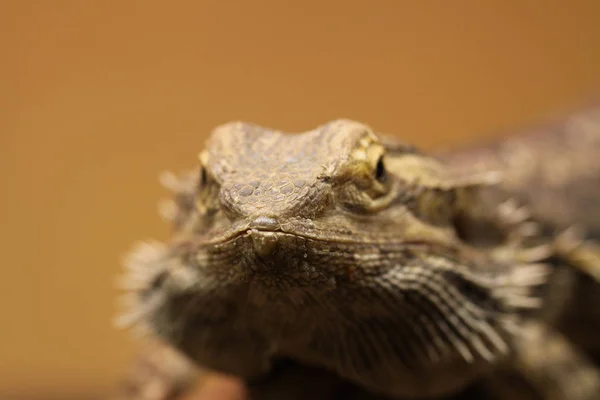 Bartagame Exotisches Echsenreptil — Stockfoto