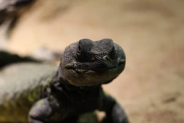 Scena Della Fauna Selvatica Bella Natura — Foto Stock