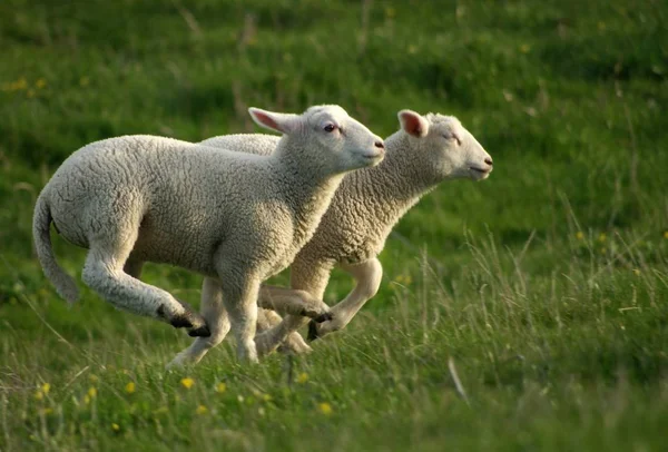 Κατοικίδια Πρόβατα Βοσκότοπο — Φωτογραφία Αρχείου
