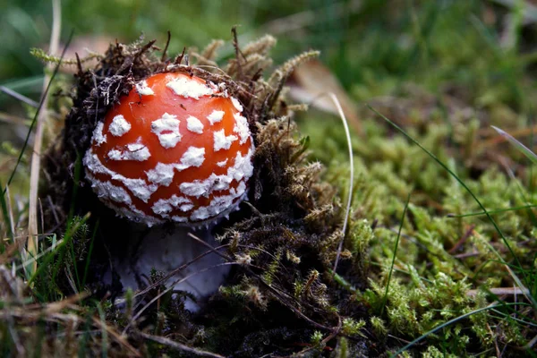 Crapaud Rouge Appartient Groupe Des Champignons Toxiques — Photo