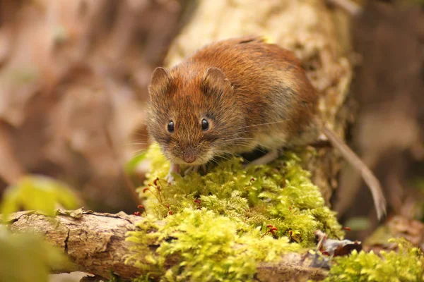 Ekorre Fluffiga Gnagare Djur — Stockfoto