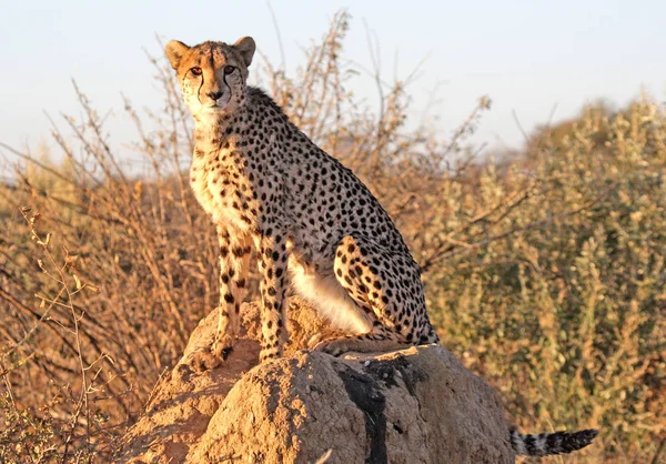 Cheetah Termite Mound — Stock Photo, Image