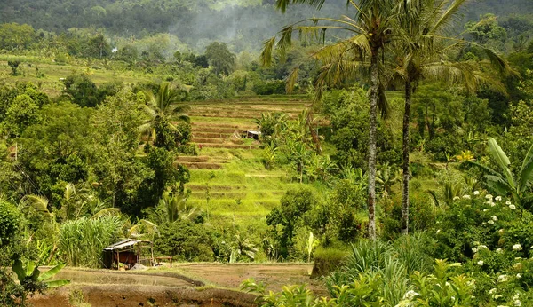 Picturesque View Outdoor Scene — Stock Photo, Image