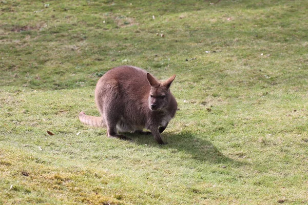 Kangoeroe Dier Australisch Zoogdier — Stockfoto