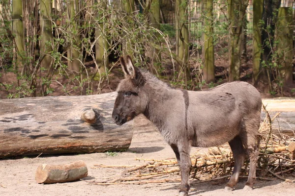 Hospodářská Zvířata Selektivní Zaměření — Stock fotografie