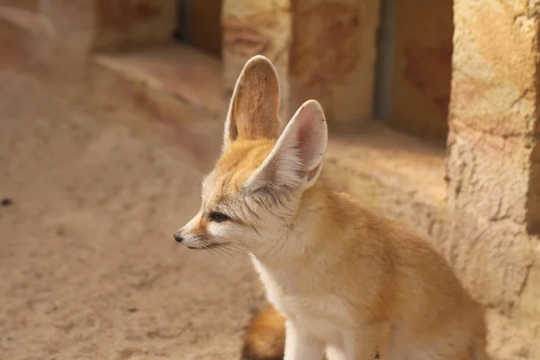 Porträt Eines Niedlichen Fennec — Stockfoto