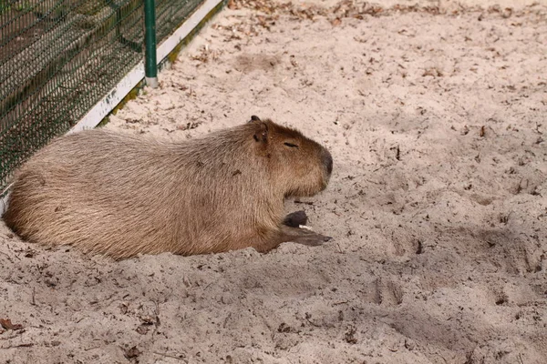 Egy Aranyos Barna Medve Állatkertben — Stock Fotó