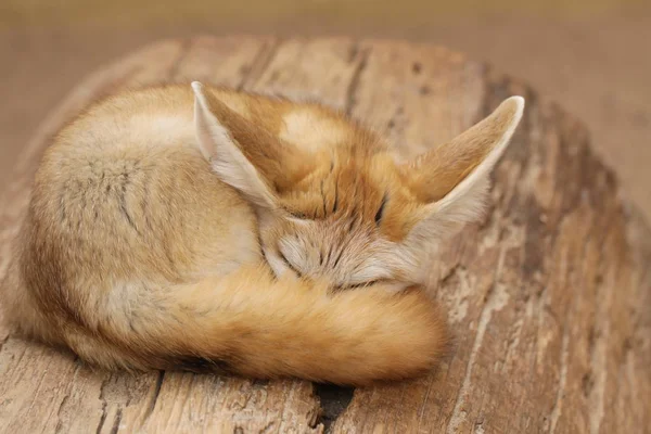 Portret Van Een Schattig Fennec — Stockfoto